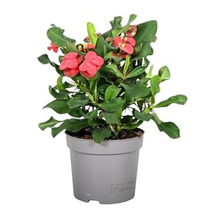Plant in a Box – Euphorbia Milii – Christusdoorn – kamerplant – vetplant – ⌀ 13 cm – hoogte 25-35 cm
