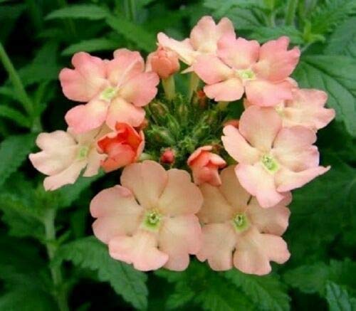 Verbena Seeds Peaches and Cream 50 Seeds Flowers - by Trimoregin