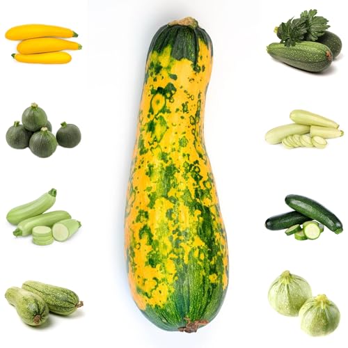 antiche varietà di semi di zucchina, varietà antiche di zucchina rampicante, giardino, d'appartamento esotiche 10pcs