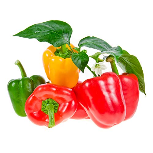 100 Stks/zak Hot Pepper Zaden Zoete NonGMO Multicolors Kruiden Tuin Zaden voor Binnenplaats Mix Kleur Hot Pepper Zaden… - Afbeelding 3