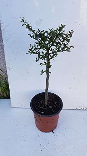 Citrus australasica 'Vert' greffé sur Volkameriana/Citronnier caviar Vert/Conteneur de 1 à 1.9 litres/Tigette