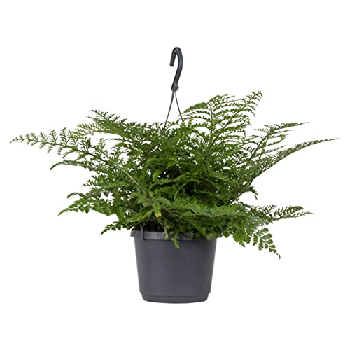 Jardinera de nido en maceta colgante | Asplenium 'Parvati' – Planta de interior de diámetro 18 cm – 40 – 45 cm