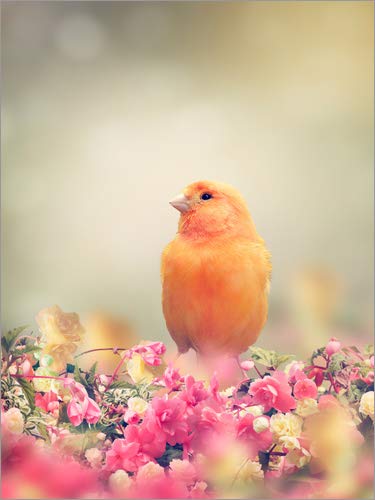 Poster 60 x 80 cm: Yellow Bird Perches In Flower Garden by Editors Choice art print, new art poster