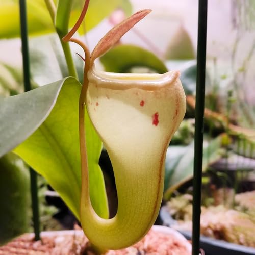 Semillas de plantas de jarra Nepenthes - Semillas de plantas carnívoras, plantas de balcón, plantas de sombra plantas de interior regalos para los amantes del jardín plantas de 150pcs