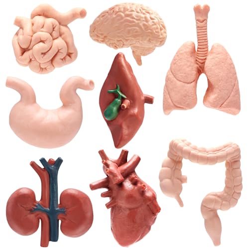 8 PCS Mini Human Body Model for Kids, Human Organ Model Anatomy, Physiology 3D Realistic Study Tools...