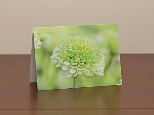 Flower Photo Note Card Set - Green Mum Flower - Blank Greeting Cards - Any Occasion