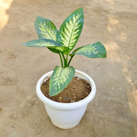 Plants Syngonium plant 4 different varities with white premium pot indoor Plant (Combo 1)-image-9