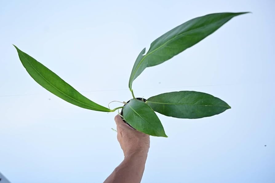 Amazon.co.jp: Anthurium 'Big Bill' @bikamori.com アンスリウム