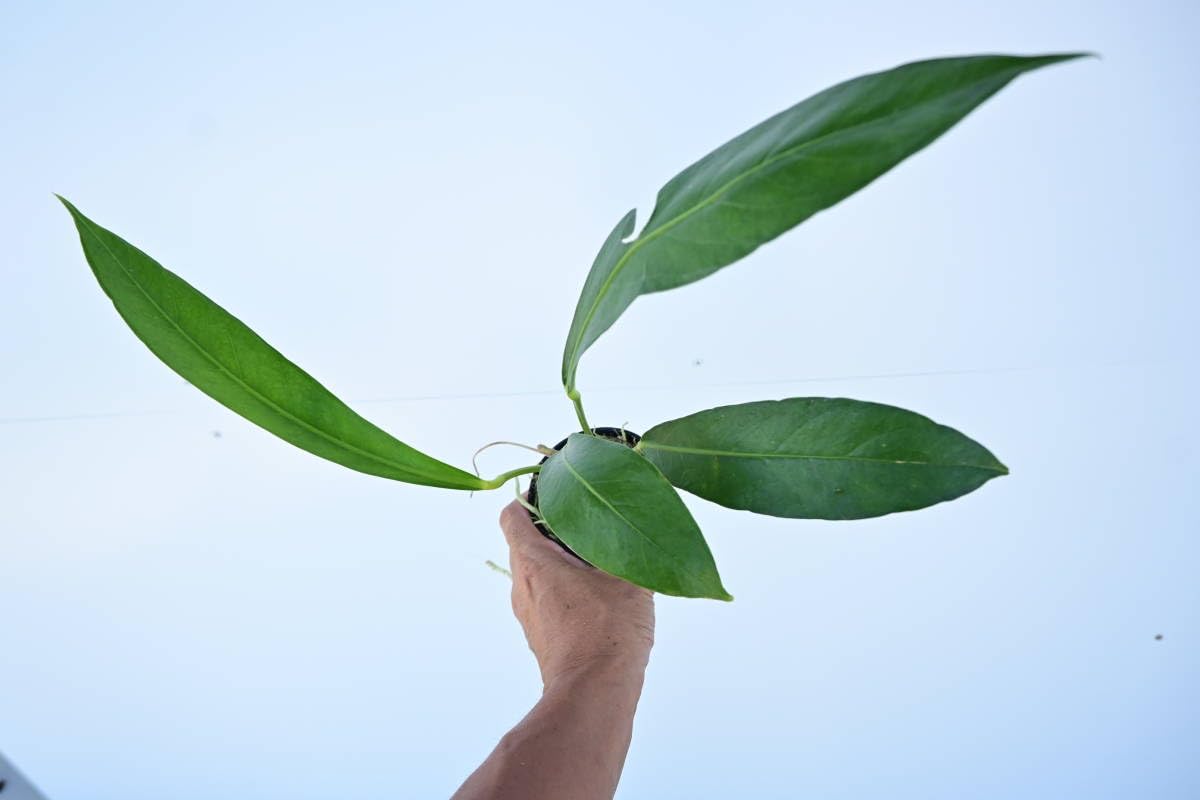 Amazon.co.jp: Anthurium 'Big Bill' @bikamori.com