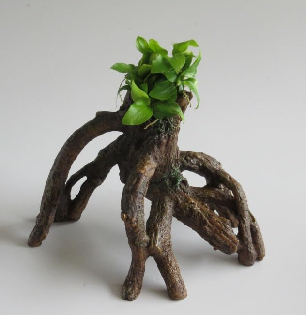 florari Mangrovenwurzel mit Anubias nana GOLD - Goldenes Zwergspeerblatt auf Stelz-Wurzel