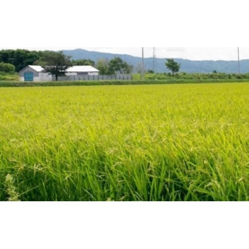 [定期便][令和7年産]伊藤農園の特別栽培米ゆめぴりか 胚芽米(10kg)[定期便5ヶ月]