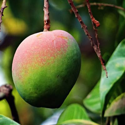 Image of Rare Beverly Mango Plant Fruit After 1-2 Years1 Healthy Grafted Live Plant 2-3 Feet Height PB 49