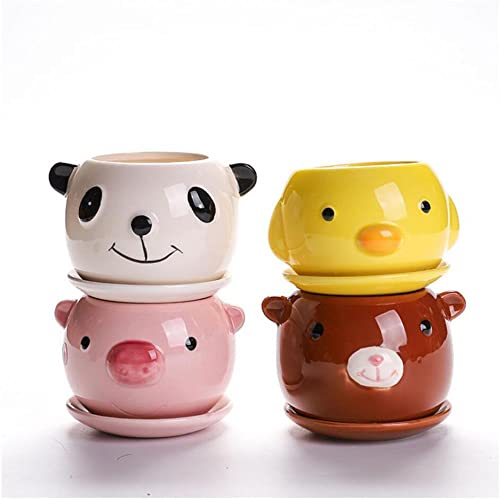 Consejos y comparativas para Comprar Pata de elefante planta para comprar hoy. 8 Consejos y comparativas para Comprar Pata de elefante planta para comprar hoy. 8