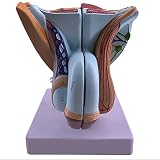 VENOAL Modèle De Système Urinaire Masculin, Cinq Parties Détachables, Équipement De Communication Médecin-Patient, Modèles D'enseignement Médical Et De Recherche