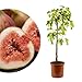 Meine Orangerie - Winterharter Feigenbaum - Echte Feige - Ficus Carica - Bornholmfeige - winterharte Feige in Gärtnerqualität - Fig tree - Feigenbaum selbstbefruchtend (4,5 Liter Topf)
