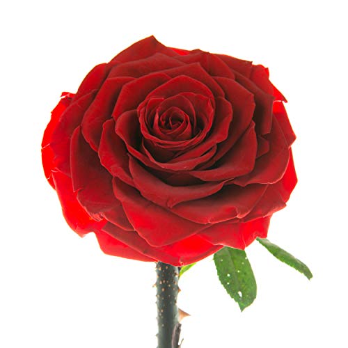 LOVAPPY Preserved Forever Rose in Glass Dome - Beauty and the Beast Romantic Gifts for Her - Eternal Rose Preserved Flowers - Preserved Rose Mother Gifts - Mum Birthday Gifts for women (red, 23 cm) - Image 5