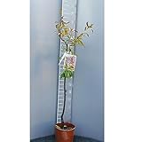 SAVINI VIVAI L'ARTE DI FARE NATURA