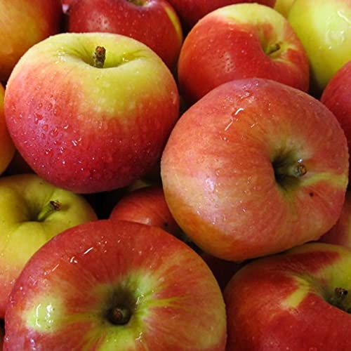 Vivai le Georgiche - Pianta vera di Melo Annurca - Malus domestica 'Annurca' - Melannurca Campana IGP - diametro vaso Ø 20 cm