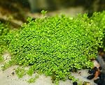 Live Aquarium Plants Hemianthus Callitrichoides