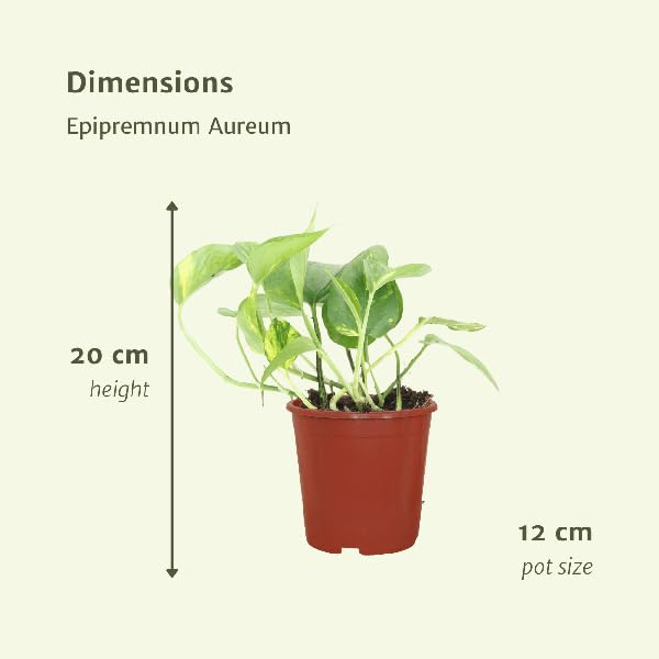 Efeutute Epipremnum aureum Scindapsus Zimmerpflanze Ø12 cm 20 cm