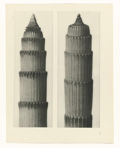 Tableau mural sur toile Karl Blossfeldt de 60x90cm pour décoration de chambre