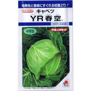 Amazon.co.jp: タキイ種苗 キャベツ YR春空 : DIY・工具・ガーデン