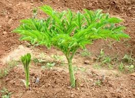 The Gifti ® Elephant foot yams | Amorphophallus paeoniifolius | Chena | Elephant Foot Yam, Elephant Yam, Telingo Potato| 1 Yam Seeds-image-45
