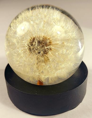 Image of 60mm Real Dandelion inchSnowflake Flower inch in Crystal Clear Lucite Resin Sphere Specimen Paperweight Botanist Herb Herbarium Collection for Botany Science Education Desk Ornament Display Christmas Gift
