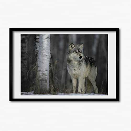 Peinture photo loup gris Tulup 60x40 cadre en bois moderne de qualité supérieure