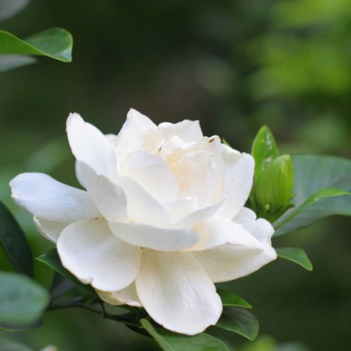 Dishita - Go Green Live Gardenia: Fragrant Blooming Plant for Home Gardens (B079DD3YWP) Amazon Price History, Amazon Price Tracker