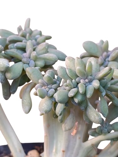 Pachyveria Clavata Crestata pianta grassa da collezione - vaso Ø 9 cm