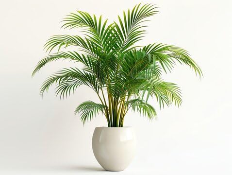 Areca Palm Live Plant Indoor Decorative Palm Improves Air Quality Enhances Living Room Office Ambience Easy Care Greenery Pack of 1 Healthy Live Plant-picture-23