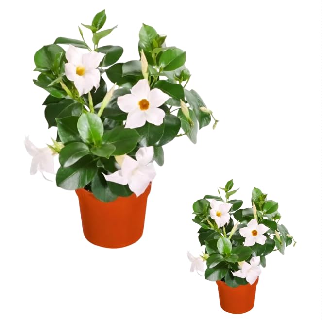 Pack of 2 Mandevilla Live Plant Dipladenia Mandevilla Vine Climbing Jasmine Bushes, Tropical Vines for Trellises, 4-6 Inch Tall - White Mandevilla Flowers Plant