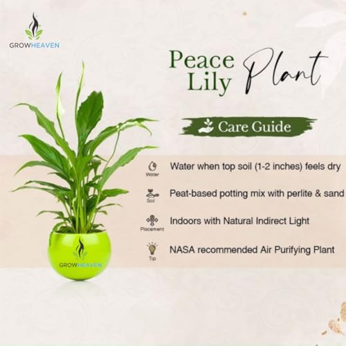 Image of Live Peace Lily Plant Flower Plants Peacelilly Plant Indoor Outdoor FlowerIng Plant With Black plastic Pot For Home & Garden Decore Pack Of 1 (LIVE PEACE LILY PLANT) (Peacelily Plants) (Live Plants)