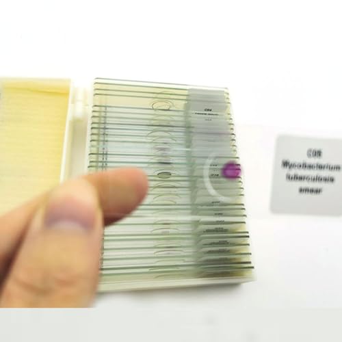 30pcs Microbiology Prepared Slides of Bacteria for Educational Students