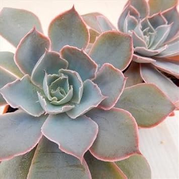 Amazon Hmエケベリア ピンキー 多肉植物 エケベリア 6cmポット 観葉植物 オンライン通販