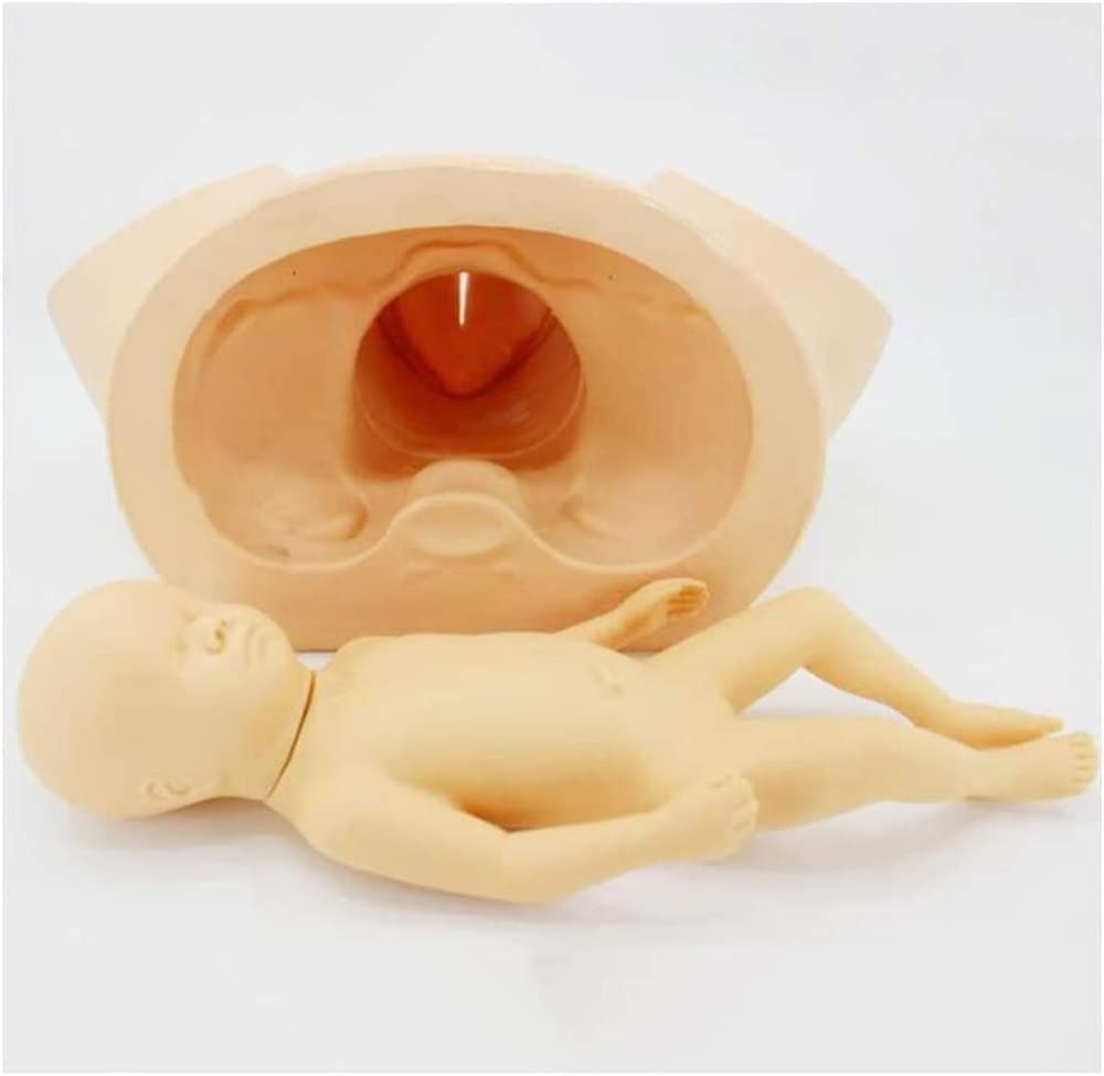 Modèle Éducatif D'anatomie, Modèle De Démonstration De L'accouchement Féminin, Simulateur D'accouchement pour Modèle Anatomique D'enseignement De Gynécologie Médicale, Matériel Didactique Standard