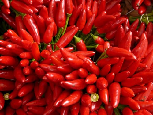 Bird's Eyes Chili Pepper Seeds Red Hot Organic, Heirloom Non GMO Seed for Planting Indoor Outdoor Garden Hydroponic Planter (200)