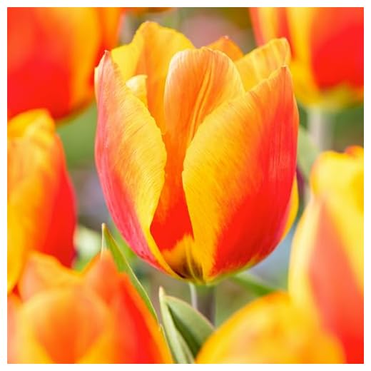 Plant in a Box - Tulipa Flair - Bulbos de Tulipán x40 - Bulbos de Flores para Jardín, Terraza o Balcón