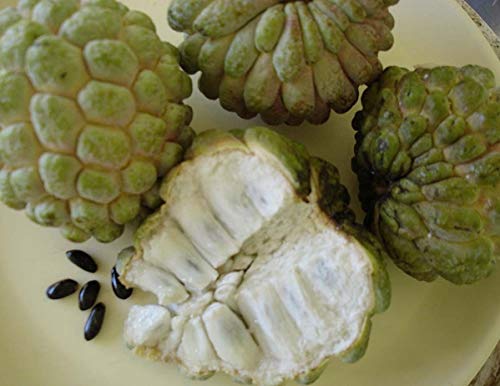20 Sugar Apple, Sweetsop Seeds - 20 Seeds (Annona Squamosa) - Pack Of 20 Rare And Viable Seeds - Qo Seeds #TOP2