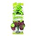 Marina Naturals Pennywort Silk Plant, Large