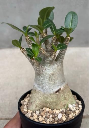 観葉植物 アデニウム アラビカム ドワーフ」の人気商品一覧 | 安い商品