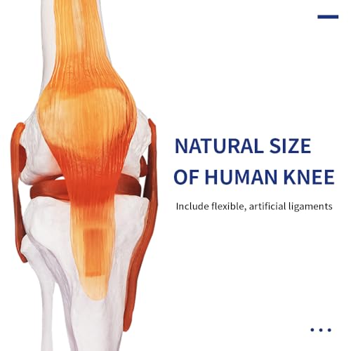 Image of Knee Joint Model, Human Knee Joint Model with Knee Ligaments, Life-Size Anatomical Knee Joint Flexible Bone Model, Ideal for Medical Learning and Teaching