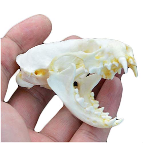 LUCKFY Visón Real cráneo del espécimen - Cráneo Animal - para Taxidermia Consumibles Arte Bone Veterinario Medicina Oficina decoración de la Barra Colección Cover