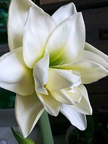 Amazon アマリリスの球根 春に開花するためには 植える準備をしておくのが良い切り花です 白い 1球根 オーガ