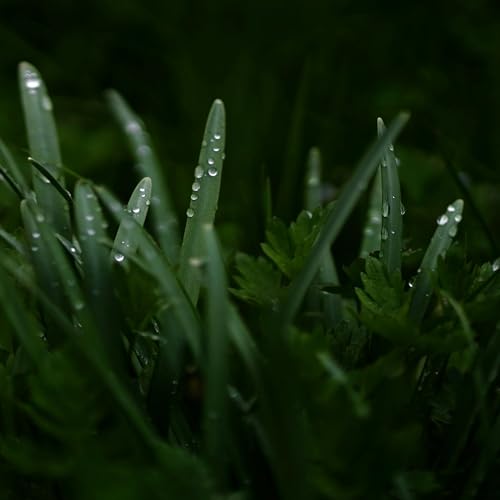 Spring Morning Rain for Deep Sleep, Relaxation & Focus – Gentle Rain Ambience for Calm and Clarity 9 Hours