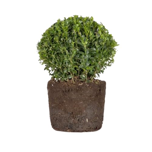 Boj o Buxus Natural Arbusto Resistente para Exteriores Perfecto para Setos y Jardinería