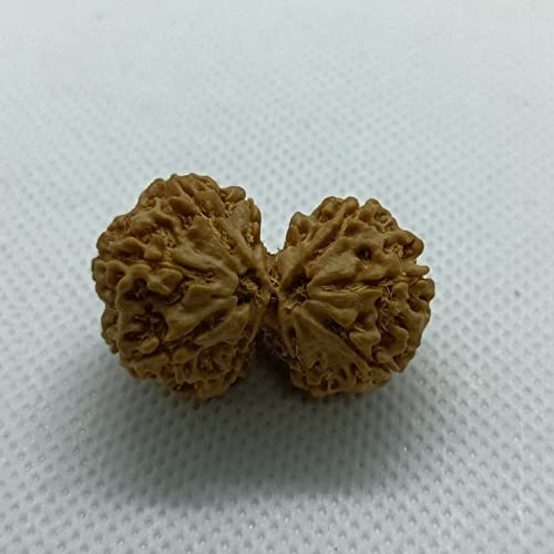 GtcGems Gauri Shankar Rudraksha Original Certified Blessed by Lord Shiva गौरी शंकर रुद्राक्ष AAA+++ Rated Nepali Brown Beads for Men & Women