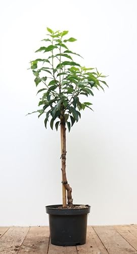 Prunus lusitanica 'Angustifolia' 40 cm Stammhöhe – Winterhart, Immergrün, Pflegeleicht – Portugiesischer Kirschlorbeer – Heckenpflanze für Garten & Sichtschutz