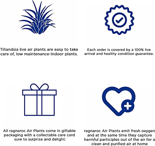 Ragnaroc Air Plants - Tillandsia Xerographica, Small 2-3” - 3Ct - Live Arrival Gauranteed - House Plants For Home Decor & Gift #TOP1